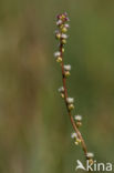 Marsh Arrowgrass (Triglochin palustris)