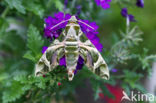 Oleanderpijlstaart (Daphnis nerii)