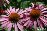 Rode zonnehoed (Echinacea purpurea)