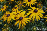 Rudbeckia (Rudbeckia)