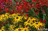 Rudbeckia (Rudbeckia)