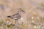 Steltstrandloper (Calidris himantopus)