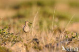 Steltstrandloper (Calidris himantopus)