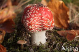 Vliegenzwam (Amanita muscaria)