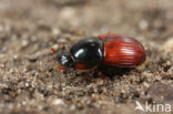 Aphodius foetens