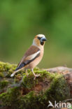 Appelvink (Coccothraustes coccothraustes)