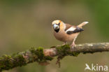 Appelvink (Coccothraustes coccothraustes)