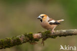 Appelvink (Coccothraustes coccothraustes)