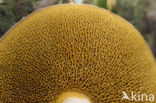 Bleke boleet (Boletus fechtneri)