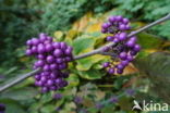 Callicarpa tomentosa