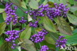 Callicarpa tomentosa