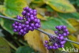 Callicarpa tomentosa