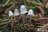 Chloormycena (Mycena alcalina sl