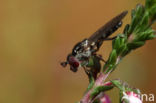 Duinheidedwergje (Chamaesyrphus lusitanicus)