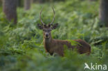 Edelhert (Cervus elaphus)