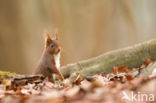 Eekhoorn (Sciurus vulgaris)