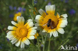 Ganzenbloem (Chrysanthemum)