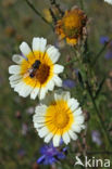 Ganzenbloem (Chrysanthemum)