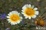 Ganzenbloem (Chrysanthemum)