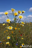 Ganzenbloem (Chrysanthemum)