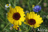 Ganzenbloem (Chrysanthemum)