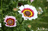 Ganzenbloem (Chrysanthemum)