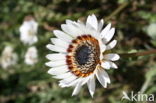 Ganzenbloem (Chrysanthemum)