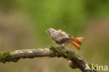 Gekraagde Roodstaart (Phoenicurus phoenicurus)