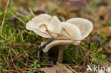 Gewone roestvlekkenzwam (Collybia maculata var. maculata)