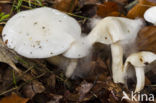 Gewoon vilthoedje (Ripartites tricholoma)