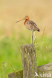 Grutto (Limosa limosa)