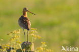 Grutto (Limosa limosa)