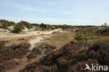 National Park Loonse en Drunense Duinen