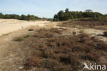 Nationaal Park Loonse en Drunense Duinen