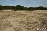 Nationaal Park Loonse en Drunense Duinen