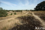 National Park Loonse en Drunense Duinen