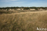 Nationaal Park Loonse en Drunense Duinen