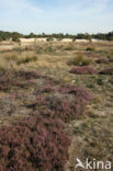 National Park Loonse en Drunense Duinen