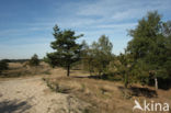 Nationaal Park Loonse en Drunense Duinen