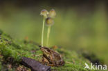 Ranzige mycena (Mycena olida)