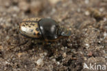 Rechthoornpillendraaier (Onthophagus nuchicornis)