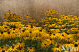 Rudbeckia (Rudbeckia)