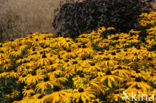 Rudbeckia (Rudbeckia)