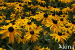 Rudbeckia (Rudbeckia)