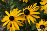 Rudbeckia (Rudbeckia)