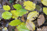 Beuk (Fagus sylvatica)