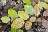 Beuk (Fagus sylvatica)