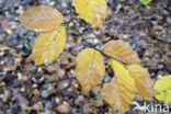 Beuk (Fagus sylvatica)