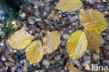 Beuk (Fagus sylvatica)