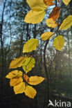 Beuk (Fagus sylvatica)